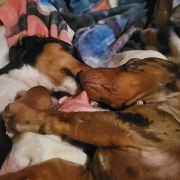Chihuahua and Dachshund Puppies from Hope's pups