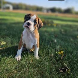 Zeke - Fawn male Boxer puppy in Newville, Pennsylvania from Zimmerman's Pets