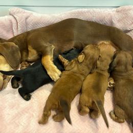 Girl 3 - Red female Dachshund puppy in Charlottesville, Virginia from AKJ’s Dachshunds