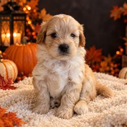 Tater - Cream male Cavapoo puppy in Myrtle Beach, South Carolina from Colorful-K9'S
