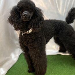 CoalTrain - Poodle