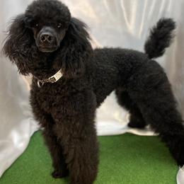 CoalTrain - Poodle
