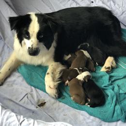 Miniature Australian Shepherd Puppies from Copper Line Aussies