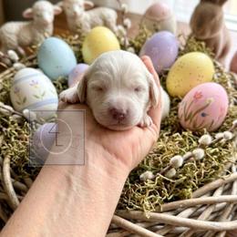 Spur - CKC Registered :: Dark Blue - Cream male Dachshund puppy in Erick, Oklahoma from 4-L Backyard Dach