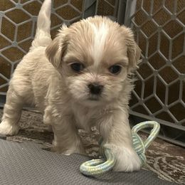 Milo - Cream and white male Shih Tzu puppy in Statesboro, Georgia from Magnolia Small Breeds