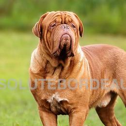 Dogues de Bordeaux from Absolute bordeaux