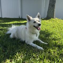 Tally - American Eskimo Dog