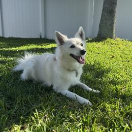 Tally - American Eskimo Dog