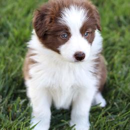 Border Collie Puppies from North Fork Border Collies