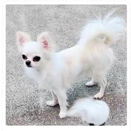 Blanch - Cream and white female Chihuahua puppy in Morrisville, North Carolina from Mozzafiato Chihuahuas