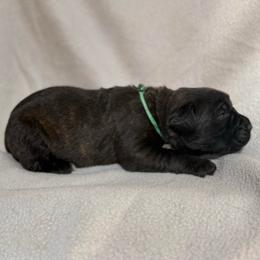 Green - Black brindle male Cane Corso puppy in Paris, Texas from Knucklehead Cane Corso