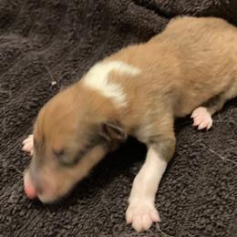 Girl 2 - female Collie puppy in Yulee, Florida from Three Collie Farm
