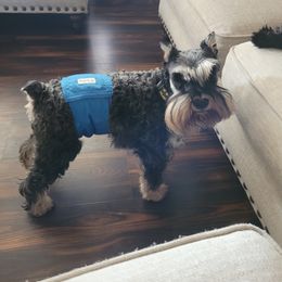 Batman - Miniature Schnauzer