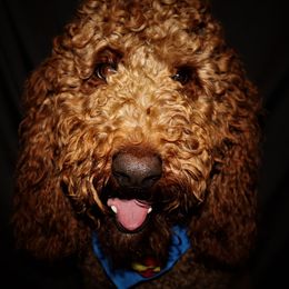 Winston - Poodle