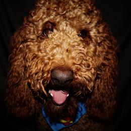Winston - Poodle