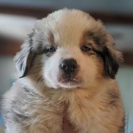 Australian Shepherds from Pfeiffer Family Aussies