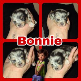 Bonnie - Blue merle female Pomeranian puppy in Buckeye, Arizona from BL Poms Heaven