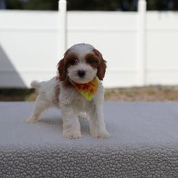 Rocco - White male Cavapoo puppy in Apopka, Florida from Rae Precious Puppies