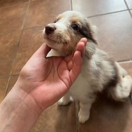 Daisy - Red merle female Miniature Australian Shepherd puppy in Las Vegas, Nevada from Marii's Aussies
