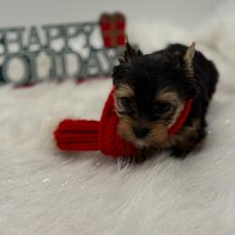 Kasper - Black and tan male Yorkshire Terrier puppy in Benton, Illinois from Furry Tailz Yorkies