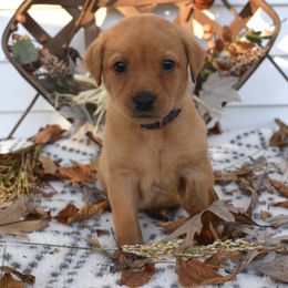 Purple Girl - Yellow female Labrador Retriever puppy in Angola, Indiana from Reniers Labrador Retrievers