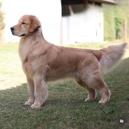 Golden Retriever Puppies from Sound Golden Retrievers