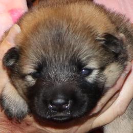 Ana - Pink Collar - Red female Eurasier puppy in Lakewood, Ohio from Exquisite Eurasier