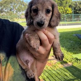 Cricket - Dapple male Dachshund puppy in Southwest Ranches, Florida from Breezy Florida Dachshunds