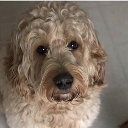 Roo - Goldendoodle