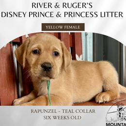 Labrador Retriever puppies from Mountain View Labrador Retrievers