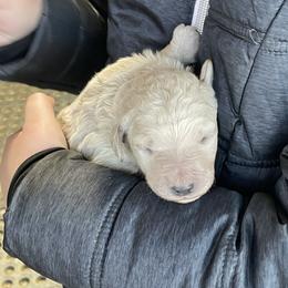 Tinsel - Cream female Labradoodle puppy in Craig, Nebraska from Top Knot Companions Poodles and Labradoodles