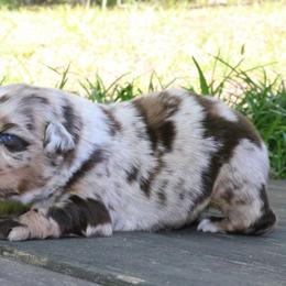 Blossom - Red merle female Australian Shepherd puppy in Macon, Georgia from Shaina’s Shepherds