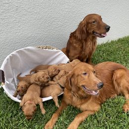 Golden Retriever Puppies from Lake Van Kennels