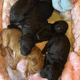 Poodle Puppies from Simply Amazing Poodles
