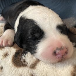 Cavapoos, Goldendoodles, Golden Retrievers, Poodles, and Sheepadoodles from Puppy Paws Colorado