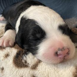 Cavapoos, Goldendoodles, Golden Retrievers, Poodles, and Sheepadoodles from Puppy Paws Colorado