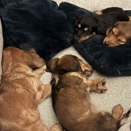 Dachshund Puppies from Steamboat Sausage Squad