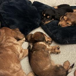 Dachshund Puppies from Steamboat Sausage Squad