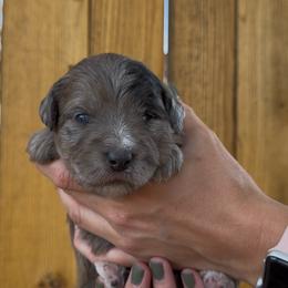 Skye - Merle female Bernedoodle puppy in Fallon, Nevada from Wild Roots Doodles