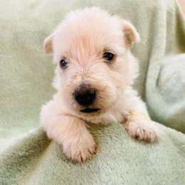 Sparky - Wheaten male Scottish Terrier puppy in Coeur D'alene, Idaho from Kimball Kennels