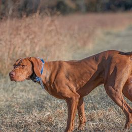 Honor - Vizsla