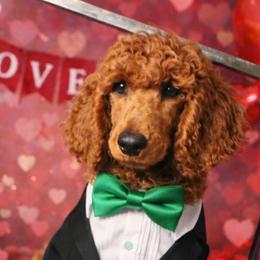Prince Moussaieff Red Diamond - Red  male Poodle puppy in Woodbridge, Virginia from Rosa Red Standard Poodles
