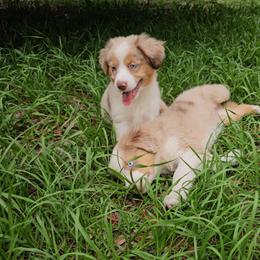 Red - Red merle female Miniature Australian Shepherd puppy in Dunnellon, Florida from Ever After Mini Aussies
