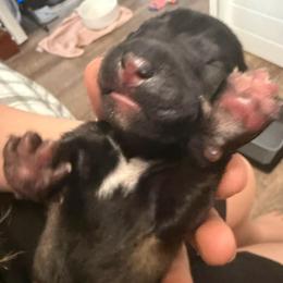 Blue - Fawn sable male Belgian Malinois puppy in Boise, Idaho from Wings of Freedom Retrievers and Malinois