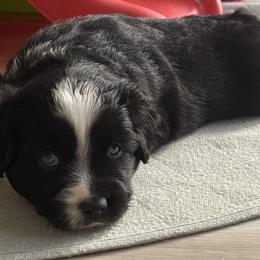 Miniature Australian Shepherds from August Oaks Aussies