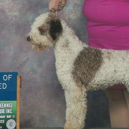 Lexi - Lagotto Romagnolo