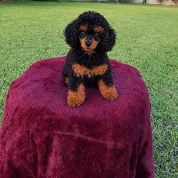 Cassiel - Poodle