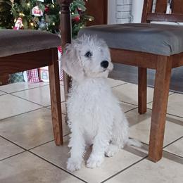 Poodle Puppies from Ramsey Therapy Dogs