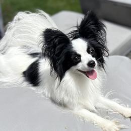 Chloe - Papillon