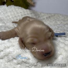 AKC River (Blue) - Cream male Dachshund puppy in Jena, Louisiana from Amy’s Mini Doxies